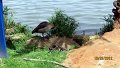 326 Ducks